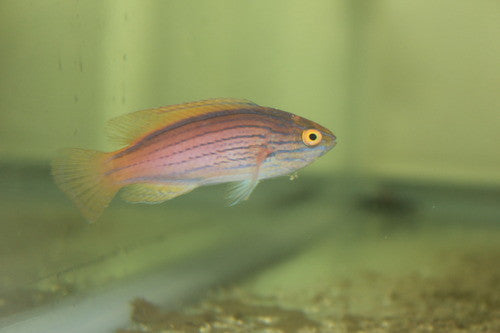 Lineatus wrasse-Australia-2" juv