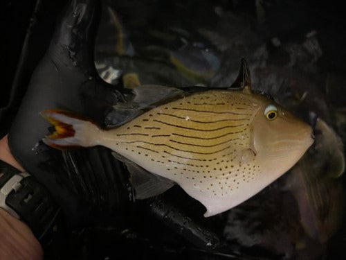 Line-spot Trigger | Xanthichthys lineopunctatus (6")