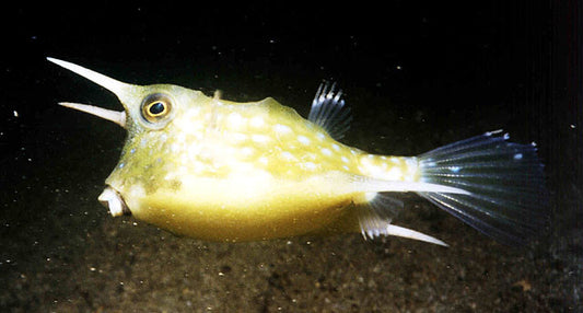 Long Horned Cowfish