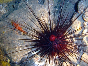 Long Spined Black Urchin