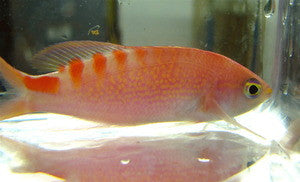 Lori's Anthias