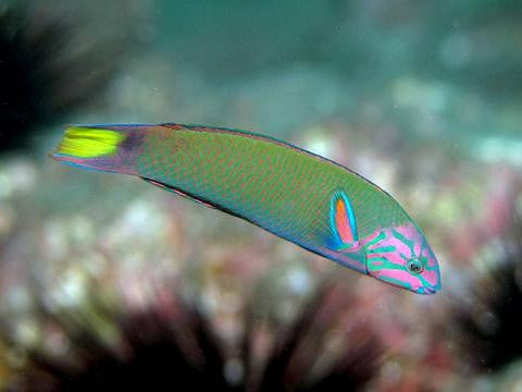 Lunare Wrasse (5-6" Red Sea)