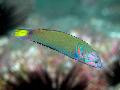 Lunare Wrasse (5-6" Red Sea)