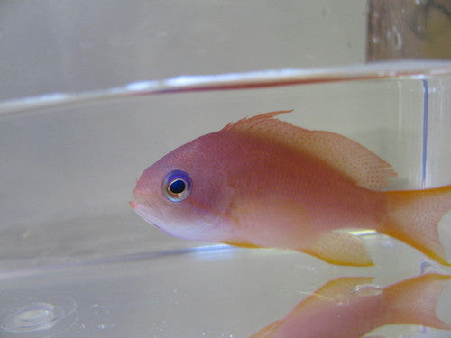 Lyretail Anthias-Female