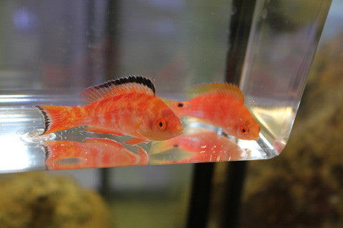 Marjorie Fairy Wrasse-Male