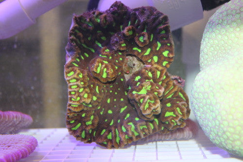 Maze Brain Coral (Platygyra sp.)