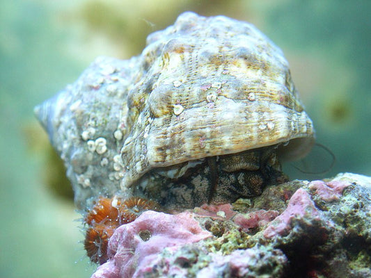 JUMBO Turbo Snails-XL (3"+)