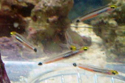 Mini Dart Goby