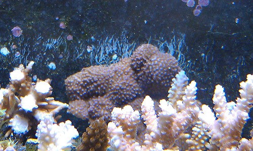 Purple Superman Montipora | Montipora Sp