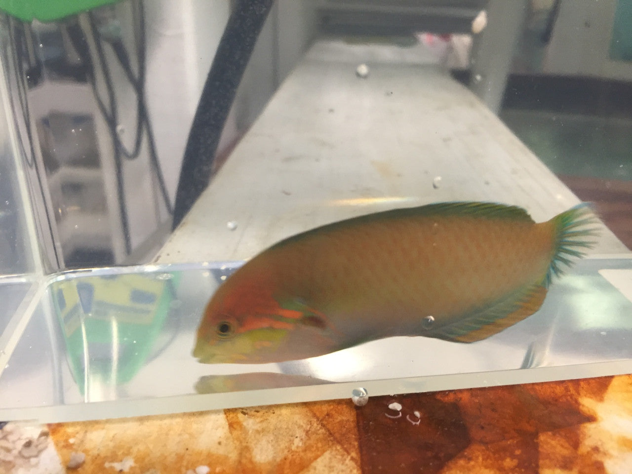Moyer's Leopard Wrasse (Macropharyngodon moyeri)-XL Male (4-5")