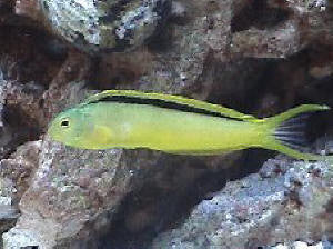 Mozambique Blenny