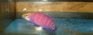 Mystery Wrasse-Mated Pair