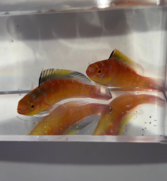 Nahackyi Fairy Wrasse Female| Cirrhilabrus Nahackyi