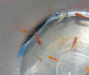 Nano Gobies-Assorted