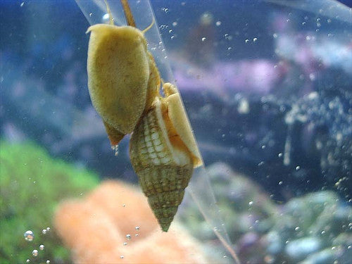 Nassarius Snail XXL-group of 6