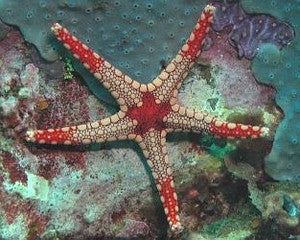 Orange Marble Seastar