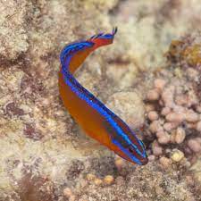Red Sea Neon Dottyback | pseudochromis aldabraensis