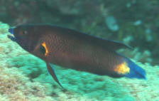 Northern Tubelip Wrasse
