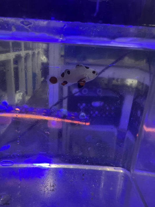 Captive Designer Bred Clown 2