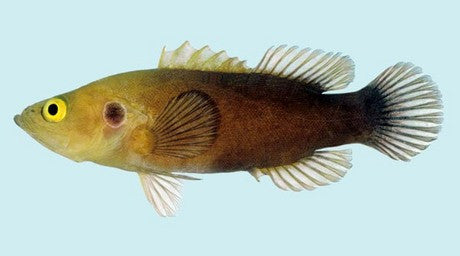 Ocellated Soapfish (Grammistops ocellatus)
