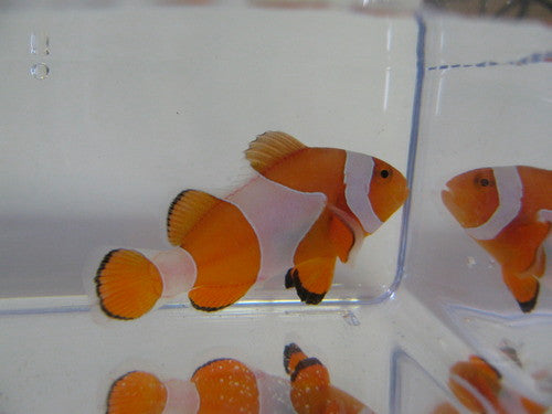 Ocellaris Clownfish XL (2")