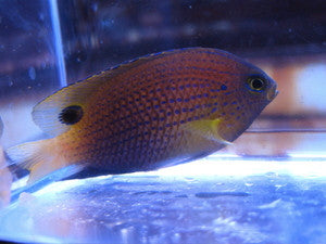 Ocellate Damsel