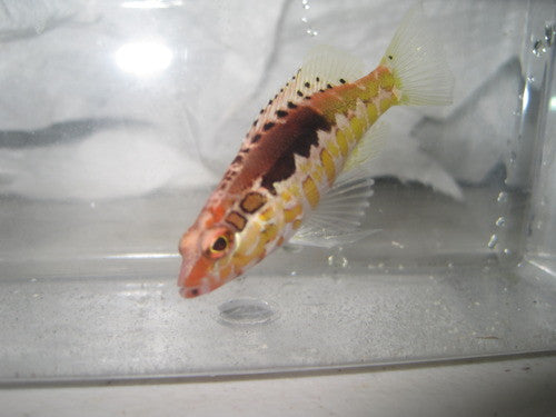 Orange Back Basslet