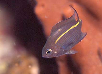 Orange Lined Chromis