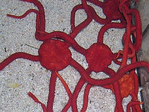 Orange Serpent Starfish