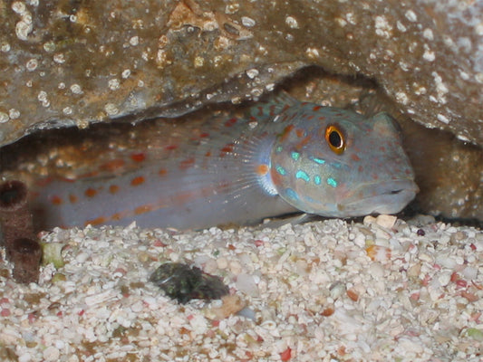Diamond Goby-1-2"