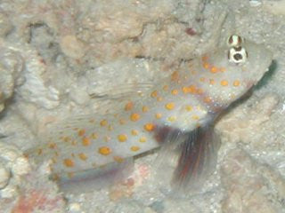 Orange Spotted Shrimp Goby