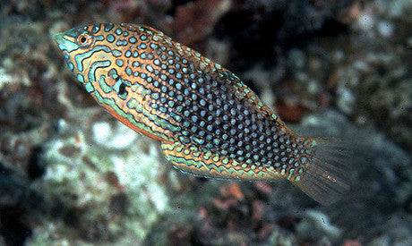 Ornate Leopard Wrasse