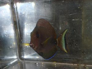 Pale Lip (white spine) Surgeonfish- (4")