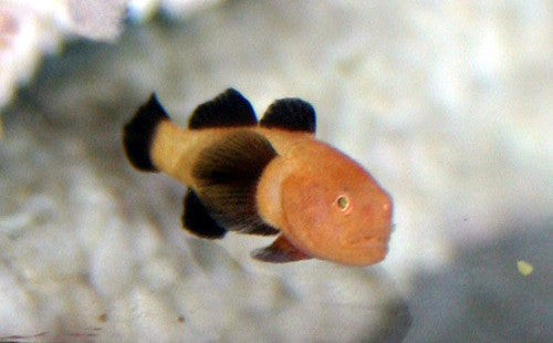 Panda Goby
