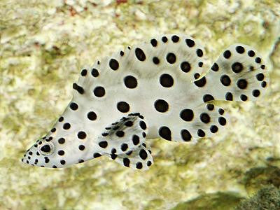 Panther Grouper-10"