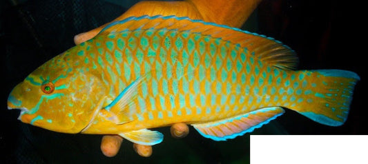 Blue Chin Parrotfish (14")