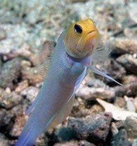 Pearly Jawfish