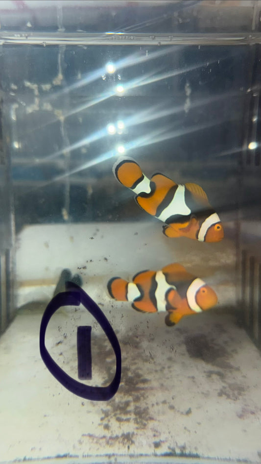 True Percula Clownfish-super black pair 1 WYSIWYG
