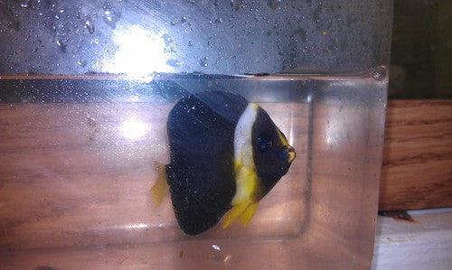 Personifer (Meredithi) Angel-3-4" Female
