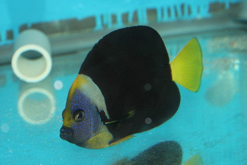Personifer (Meredithi) Angel-4-5" male