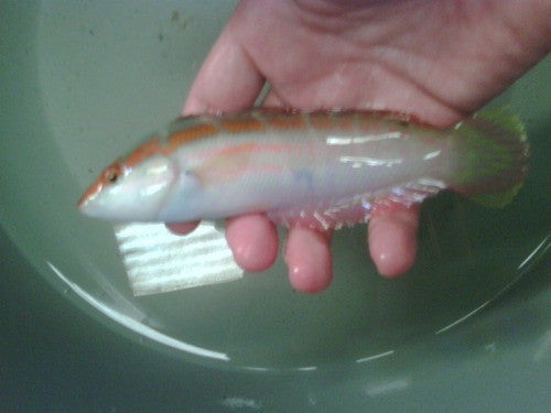 Pink Lined Coris Wrasse (6")