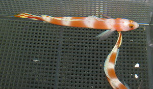 Pink Bar Goby – NYAquatic