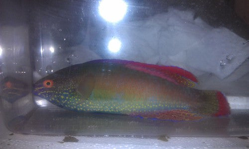 Pink Margin Fairy Wrasse-XXL male Tonga