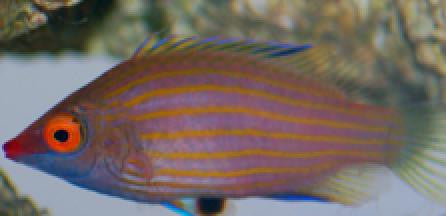 Pinkstreaked Wrasse