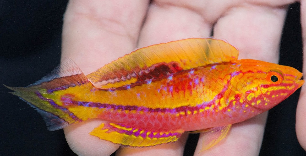 Pin Tail Fairy Wrasse| Cirrhilabrus isosceles ( male)