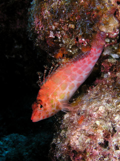 Pixie Hawkfish