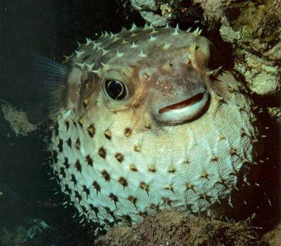 Porcupine Pufferfish-1"