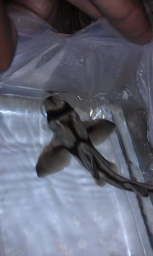 Port Jackson Shark | Heterodontus Portusjacksoni (12")