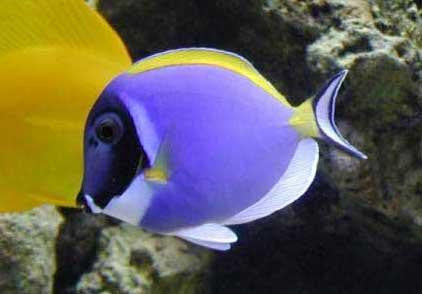 Powder Blue Tang - (2-3")