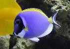 Powder Blue Tang | Acanthurus leucosternon (3-4")